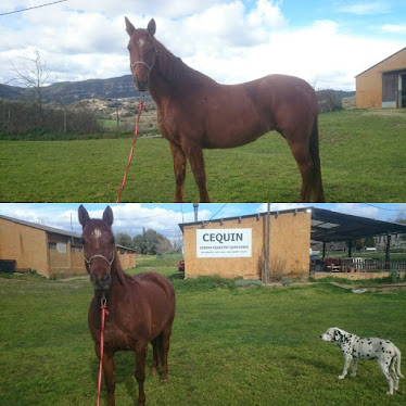 Cequin Centre Equestre Quintanes