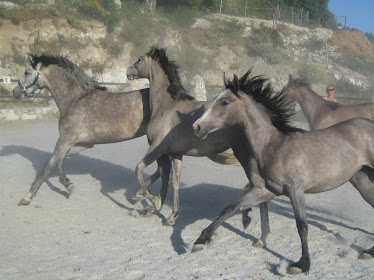 Caballos Del Mosquin