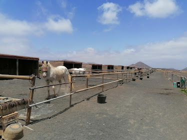 Horses Lanzarote