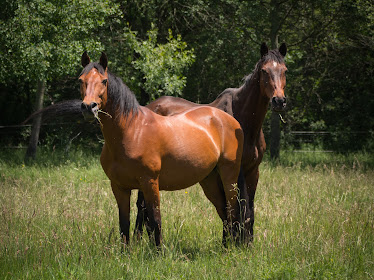 Equivalle Espacio Ecuestre