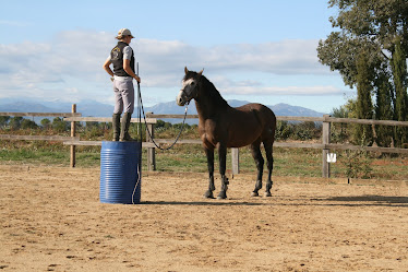 Escuela Del Caballo