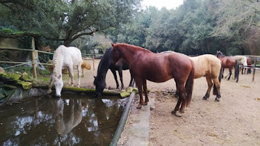 Hipica Paddock Activo Collserola