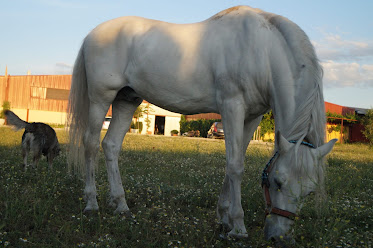 Equitalba Centro Hipico