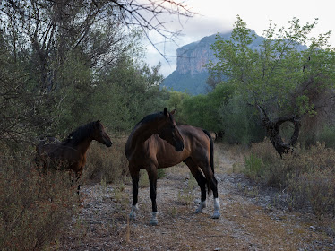 Residencia De Caballos Mallorca