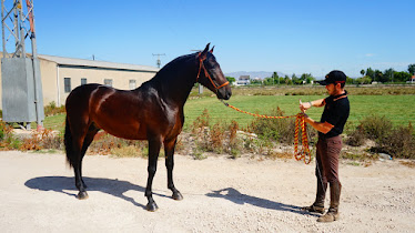 Spanish Horses Sales