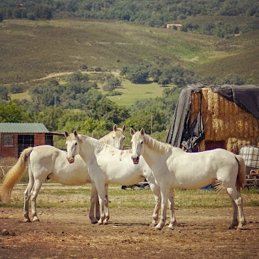 Centro Ecuestre Adin