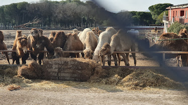 CENTRO DE EQUITACIÓN ECUESTRE EL CENTAURO