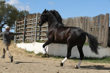 Eugassada Salvatella Stud Farm Pure Spanish Breed Horses