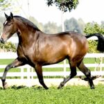 Caballo Pura Raza Española