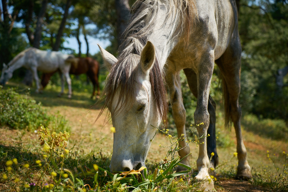 Cómo cuidar la salud mental y emocional de tu caballo