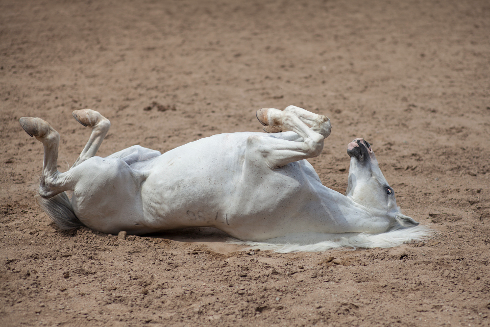 Cómo evitar el cólico en los caballos