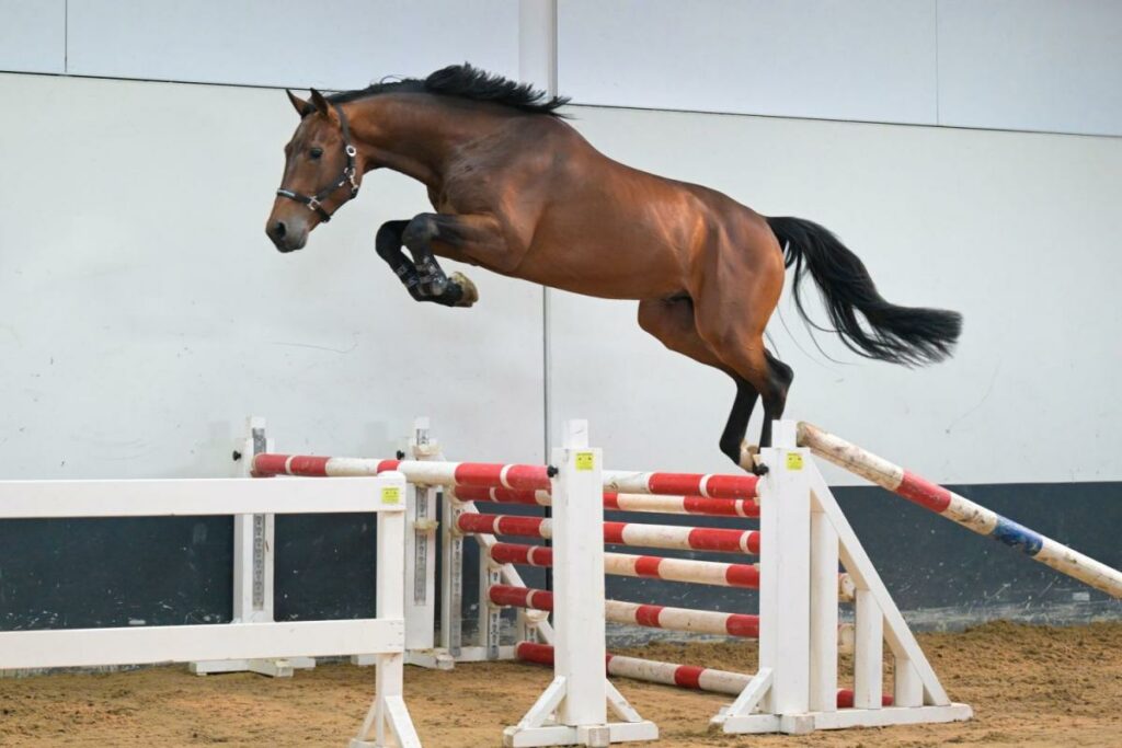 Consejos para comprar en una subasta de caballos