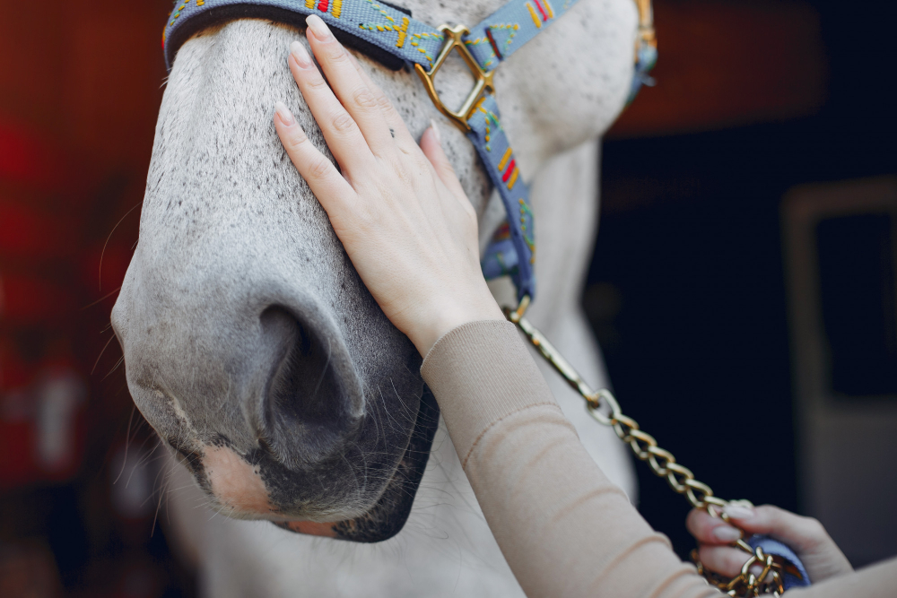 La importancia de los chequeos veterinarios regulares para el bienestar de tu caballo