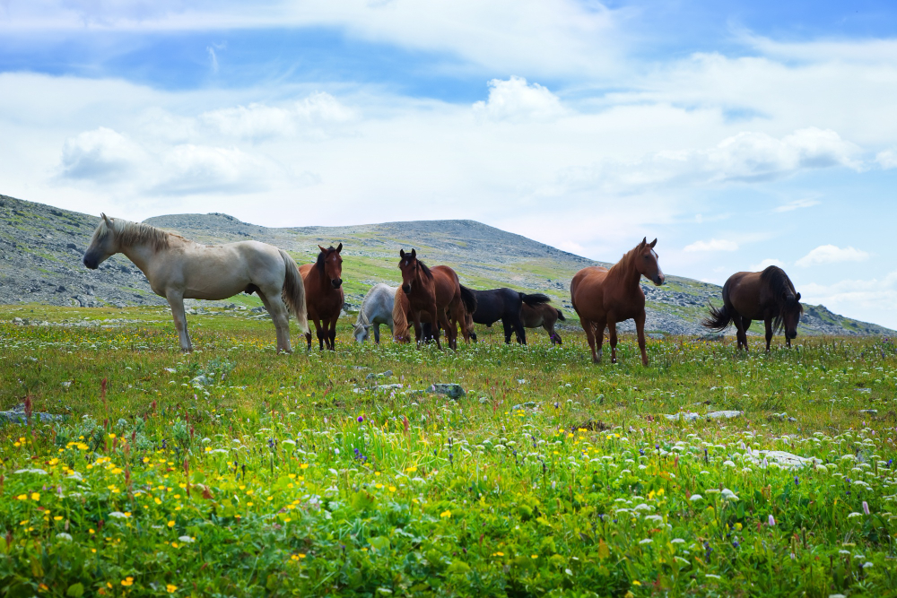 Los mejores lugares para montar a caballo en el mundo