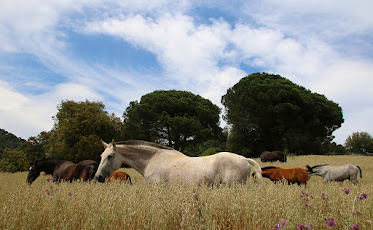 Terra Equestre, Escola D Equitacio