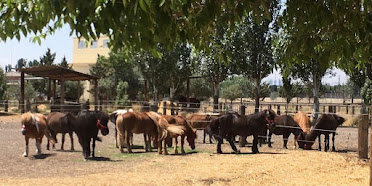 San Jorge Riding School