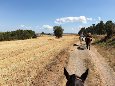 Panorama - Trails Horse Adventure