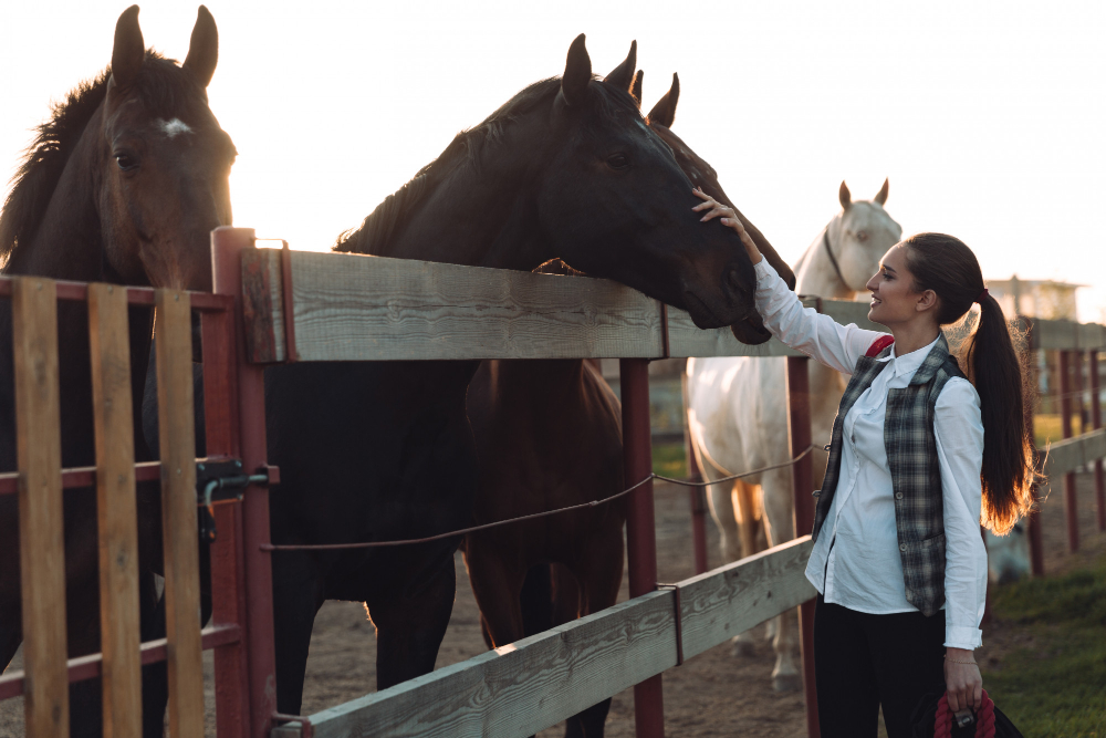 Guía para comprar un caballo en España