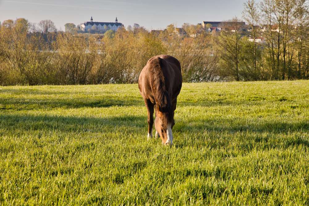 Manejo de Pastizales y Forrajes en la Alimentación de los Caballos