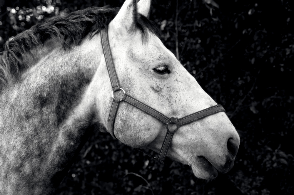 Técnicas Innovadoras para Mantener a las Moscas Alejadas de los Caballos