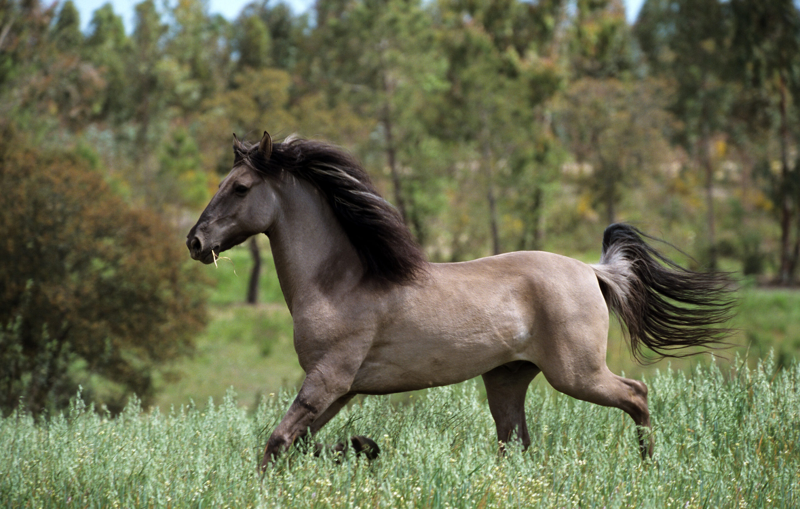 Razas de Caballos en Peligro de Extinción