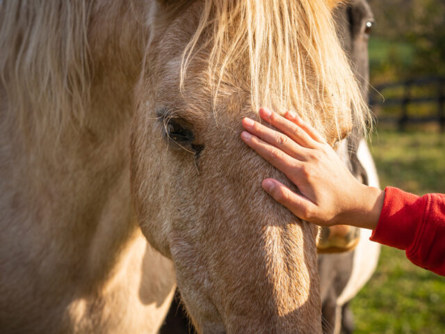 Señales de que tu Caballo Puede Estar Enfermo y Cómo Actuar