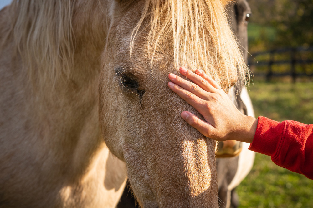 Señales de que tu Caballo Puede Estar Enfermo y Cómo Actuar