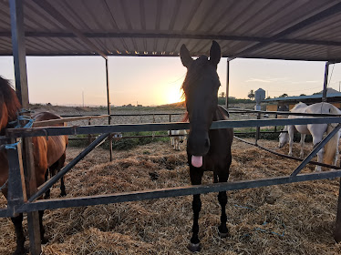 Club Hipico Moralico