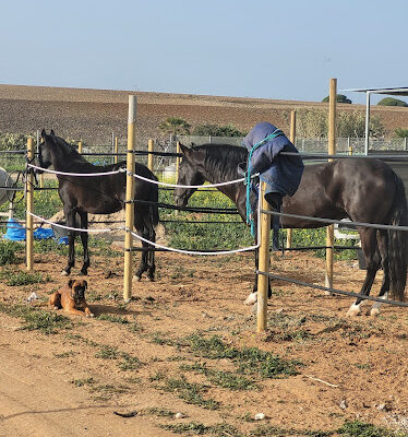 Ganaderia Mi Ilusion