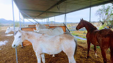 Yeguada Aires De Luna