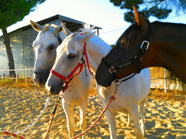 CENTRO ECUESTRE PINAR GRANDE