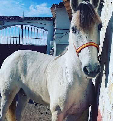 Cuadra la Garrocha el campello