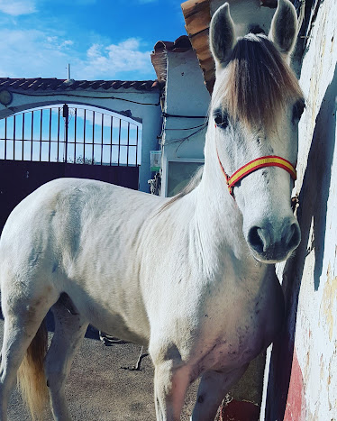Cuadra la Garrocha el campello