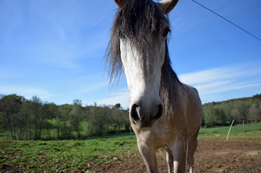 Club hipico juan oliveira