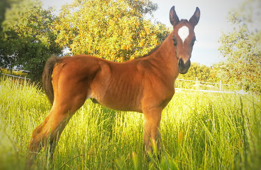 Club Hipico Lord Chans