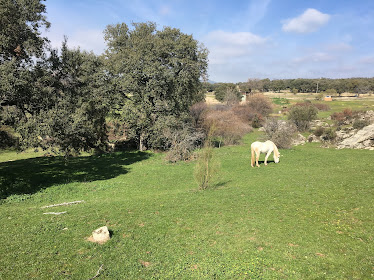 FINCA EL ENEBRAL CENTRO ECUESTRE