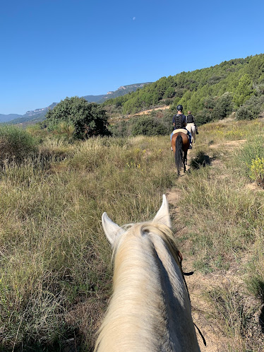 Mussara Equitaci Emocional i coaching amb cavalls