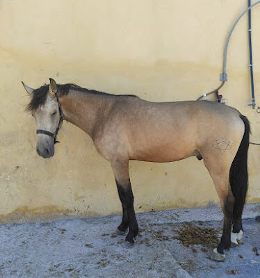 Club hipico Marina Romero