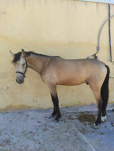 Club hipico Marina Romero