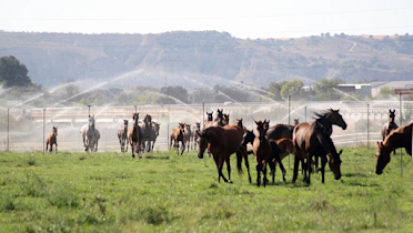 Finca Dehesa Salinas