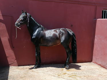 Hipica Alarcon Restaurante Hipica Alarcon