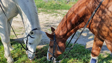 Hipica Getafe – Escuela de Equitacion en Madrid