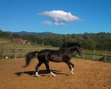 Yeguada Marques de Villena