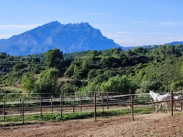 Montriana Horses Expressions