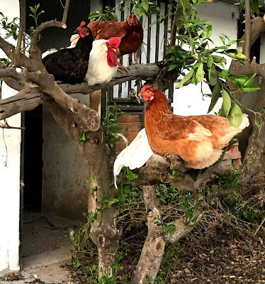 Caballos Gran Canaria