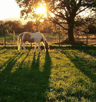 Associacio Centre Indiana Equinoterapia