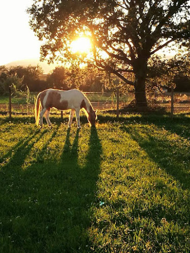 Associacio Centre Indiana Equinoterapia