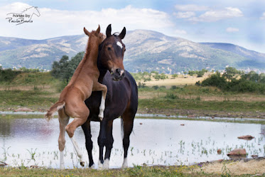 Club Hipico Sierra Norte