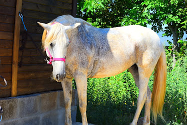 Centro Hipico Equus Bierzo