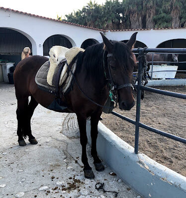 Club Hipico Almayate S L